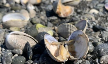 Heat Wave Is Killing Off Delicious Shellfish